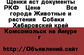 Щенки аст документы РКФ › Цена ­ 15 000 - Все города Животные и растения » Собаки   . Хабаровский край,Комсомольск-на-Амуре г.